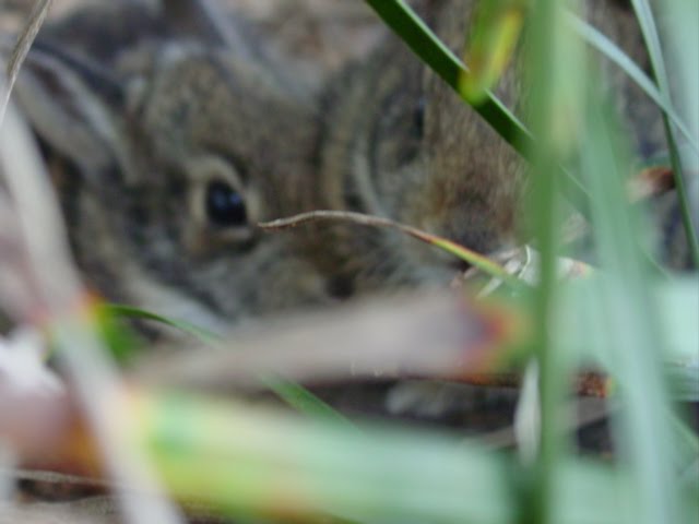 [Spring+bunnies.JPG]