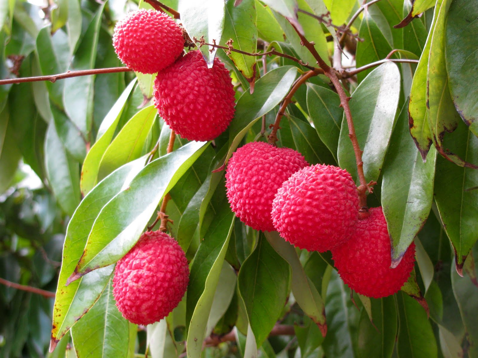 GardenLife Blog Our Lychee Tree Beauty More Than Skin Deep