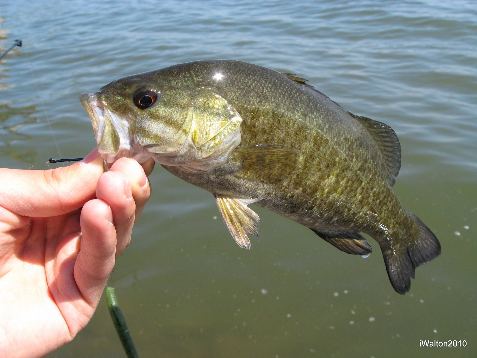 Smallmouth Bass Pictures 102