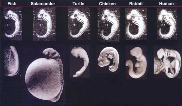 Turtle Embryology Stages Of Development