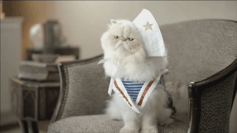 cute-persian-cat-in-a-costume.gif