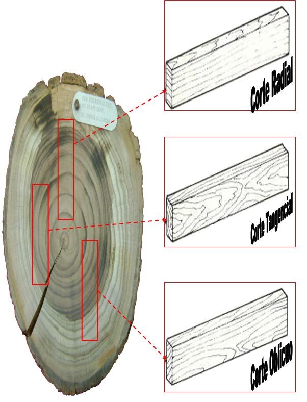 IDENTIFICACIÓN DE MADERAS MADERAS DE LA REGIÓN DE MADRE DE DIOS PERÚ