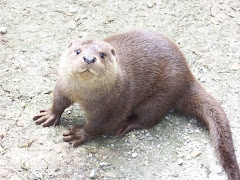 Coady (One of Carmens cubs)