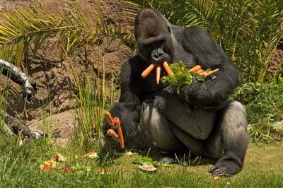 gorila+comiendo+zanahorias.jpg