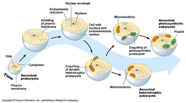 Teoria endosimbiotica