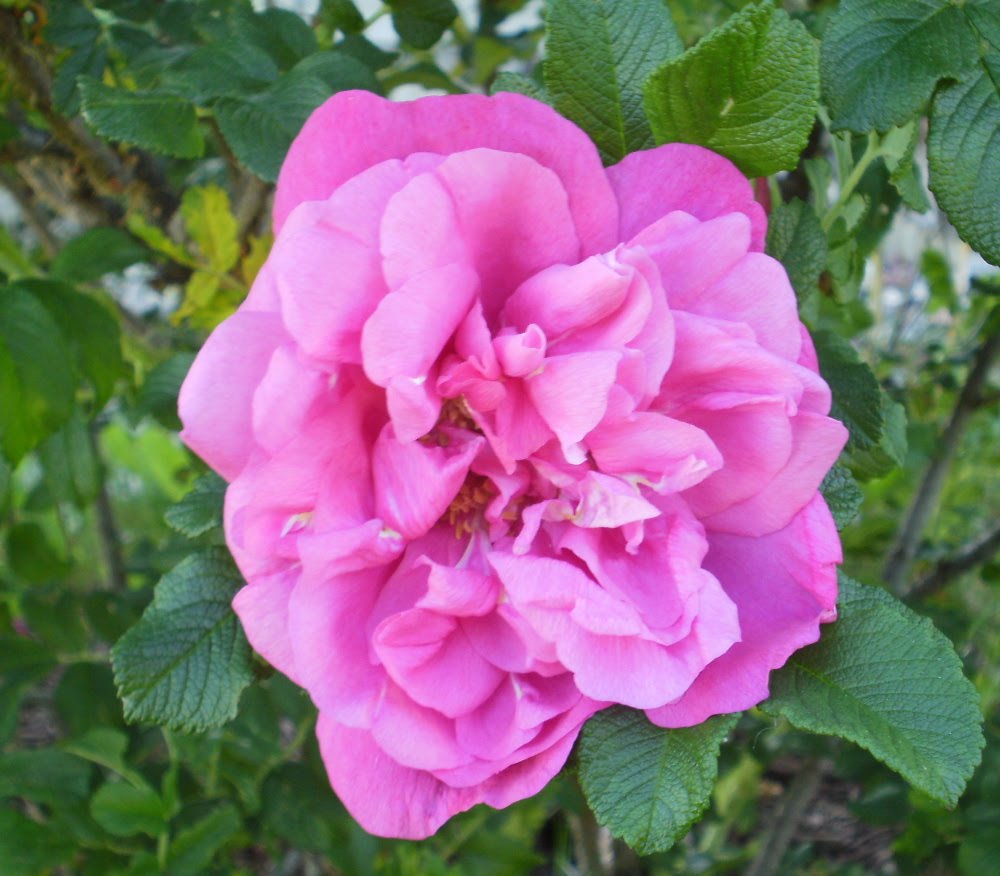 Michele's Treasures, Teacups, & Tumbling Rose Cottage: Roses in Full Bloom