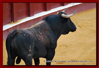 MALAKA TAURINA: TESIS DOCTORAL SOBRE LA RAZA BOVINA DE LIDIA