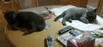 Cross Stitching Kitty Cats