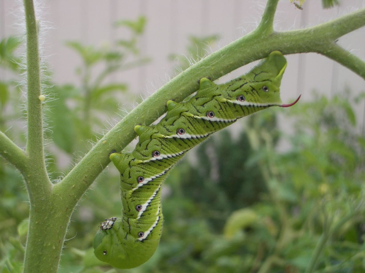 hornworms.jpg