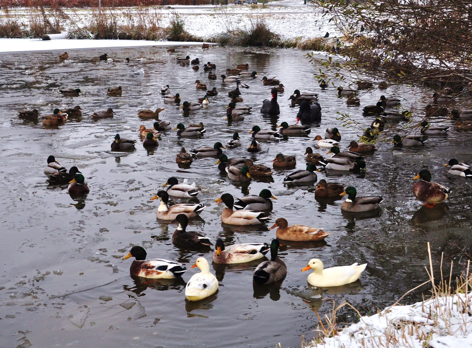 Luna North Holland Early Arctic Howl