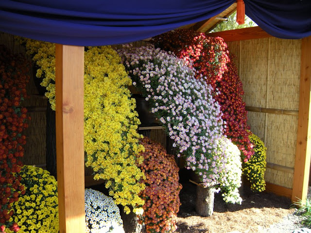 The Plant Hunter Boxwood Alternatives