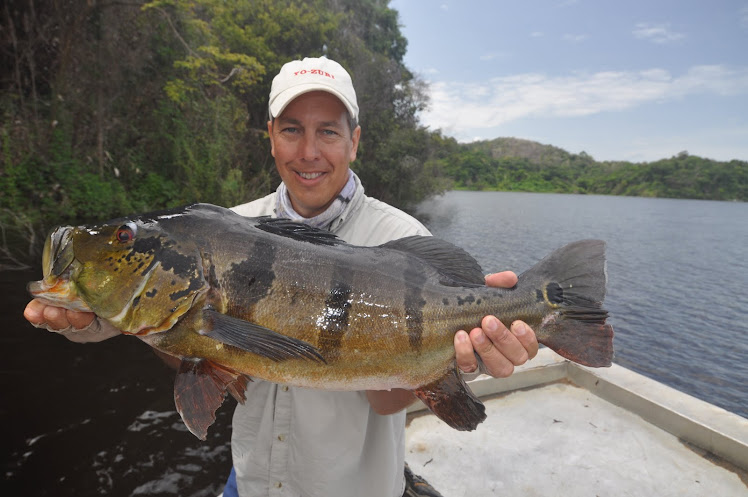 Peacock Bass