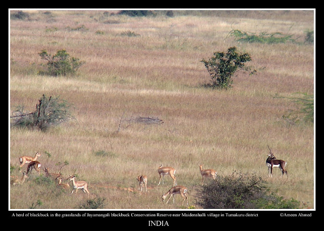 A herd of blackbuck in the grasslands of Jayamangali Conseravation Reserve near Maidenahalli village in Tumkur district, Karnataka