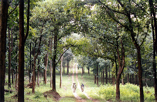 Forest guards patrolling Nagarahole (Rajiv Gandhi) National Park which is a good habitat for woodpeckers Forest guards patrolling Karnataka's Nagarahole (Rajiv Gandhi) National Park which is a good habitat for woodpeckers