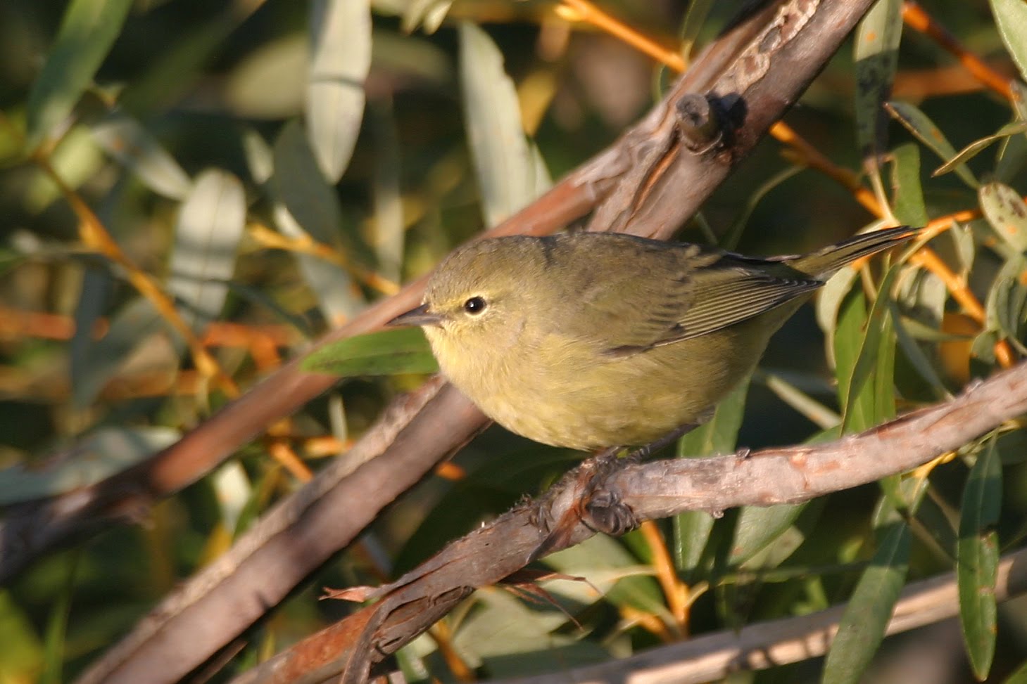 WarblerWatch Warbler Guy, which warblers look alike? Which are the