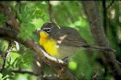 Yellow-Breasted Chat