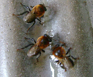 Jandaira: Taxonomia da Abelha Jandaira