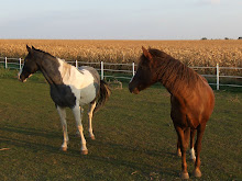 Callie's Horses