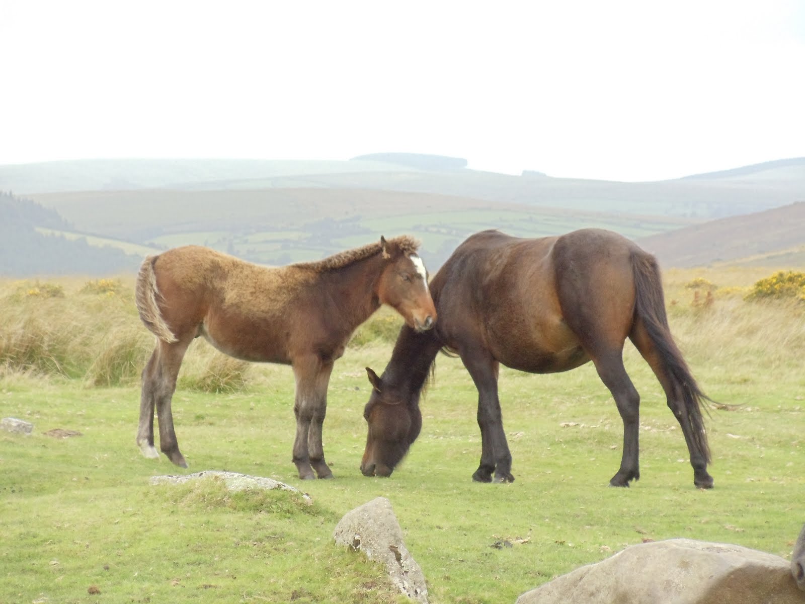 MidWestHorse Blog Dartmoor National Park, Devon, England, Dartmoor