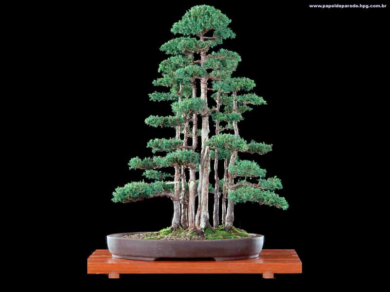Lê Thạnh - Kỷ lục gia - Dị nhân Bonsai Ngược: Bonsai kiểu rừng