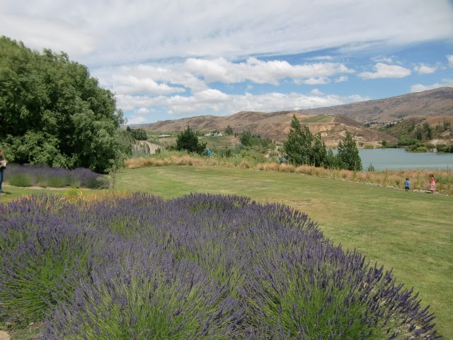 View from Carrick Vineyard
