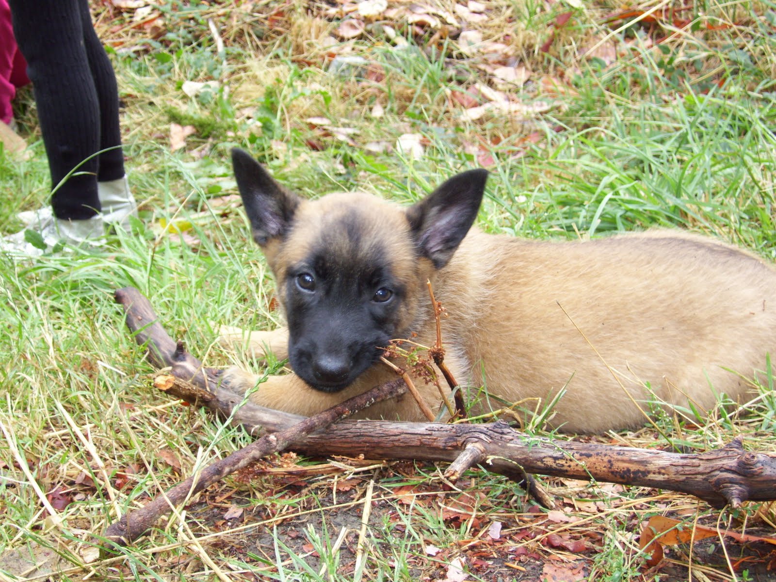 Belgian Malinois - best working dogs: Malinois Puppies 7 weeks old and ...