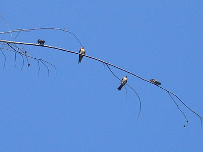 Pacific swallow, Hirundo tahitica