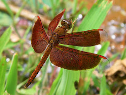 dragonflies amk critters lotus pond call young