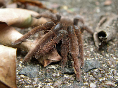 Singapore tarantula (Phlogiellus inermis)