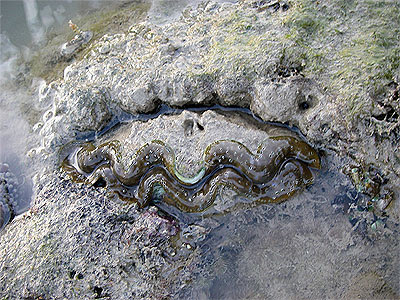 Giant clam, Tridacna crocea