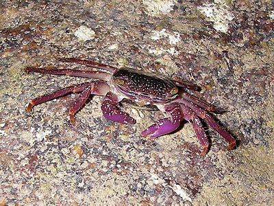 Purple climber crab, Metopograpsus sp.