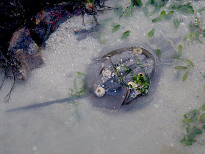 Mangrove Horseshoe Crabs (Carcinoscorpius rotundicauda)