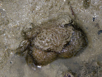 Hairy Crab (Pilumnus vespertilio)