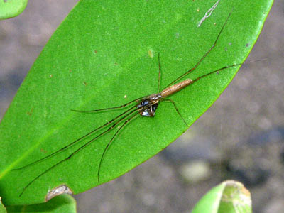 Male Mangrove Big-Jawed Spider (Tetragnatha josephi)