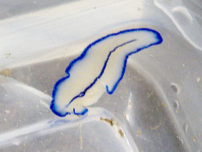 Flatworm (Pseudoceros sp.)