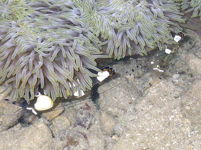 Anemone Shrimps (Periclimenes brevicarpalis)