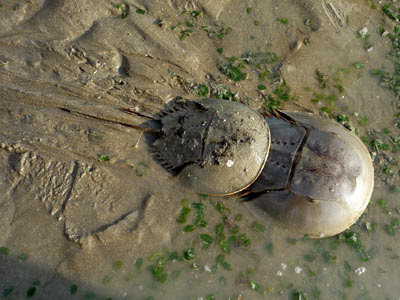 Coastal horseshoe crabs, Tachypleus gigas