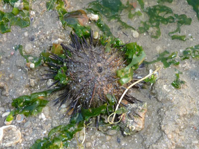 Little black sea urchins, probably Temnopleurus sp.