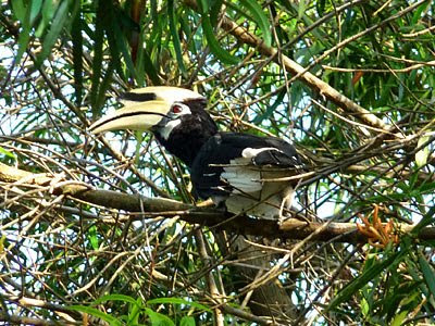 Oriental Pied-Hornbill, Anthracoceros albirostris
