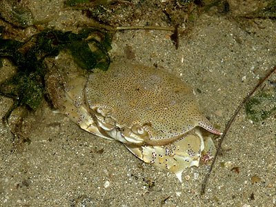 Moon crab, Ashtoret lunaris