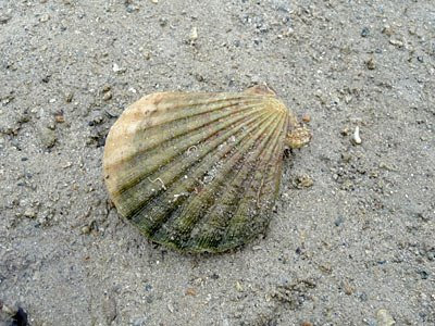 Scallop, Chlamys sp.