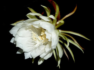 Queen of the Night, Epiphyllum oxypetalum
