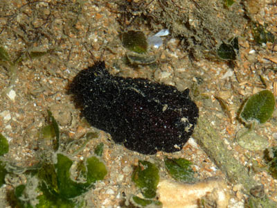 Nudibranch, Atagema intecta