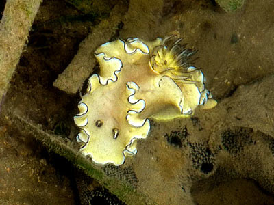 nudibranch, Glossodoris atromarginata
