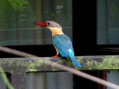 Stork-billed kingfisher (Halcyon capensis)