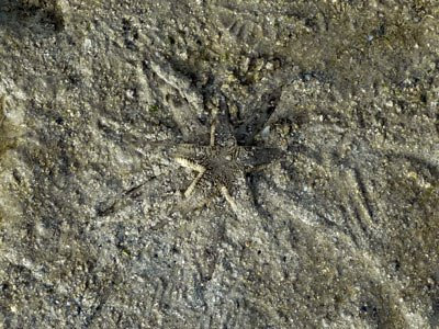 Sand-sifting sea stars , Archaster typicus