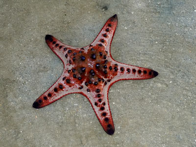 Knobbly sea star, Protoreaster nodosus