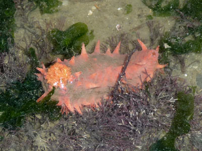 Pink thorny sea cucumber, Colochirus quadrangularis
