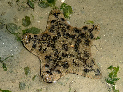 Cake sea star, Anthenea aspera