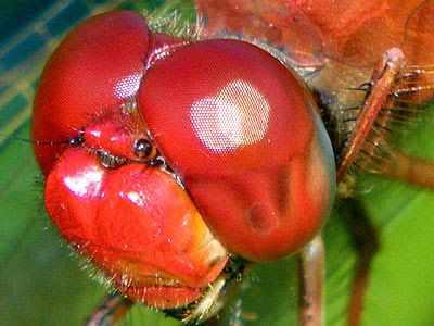 Dragonfly compound eyes and ommatidia